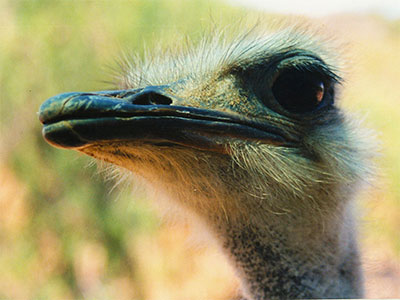South African ostrich - Study Abroad Journal